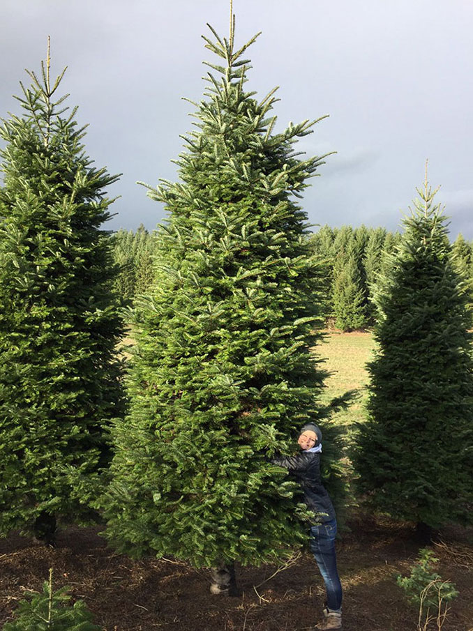 `Αγόρασαν ένα χριστουγεννιάτικο δέντρο ύψους 6 μέτρων και βρήκαν έναν έξυπνο τρόπο να το χωρέσουν στο σπίτι (1)