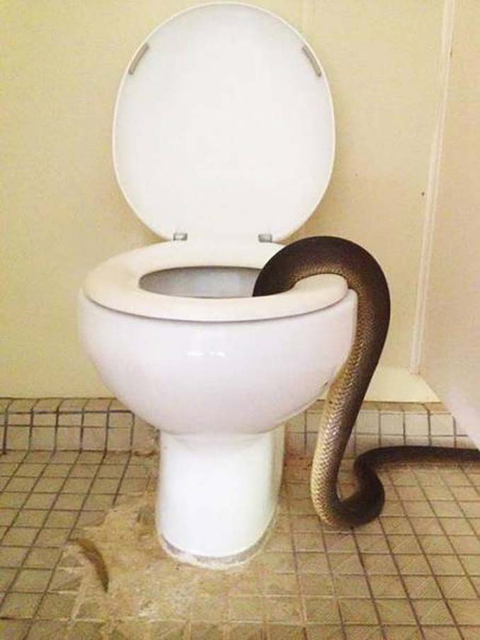 Στην Αυστραλία μία επίσκεψη στην τουαλέτα μπορεί να αποδειχτεί εφιαλτική εμπειρία (2)