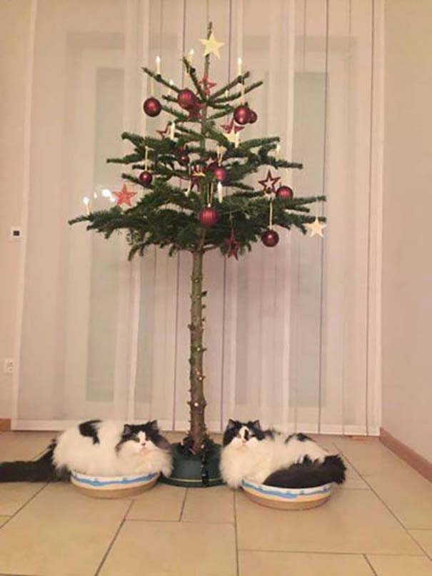 30 χριστουγεννιάτικα δέντρα που είναι ασφαλή από κατοικίδια (10)