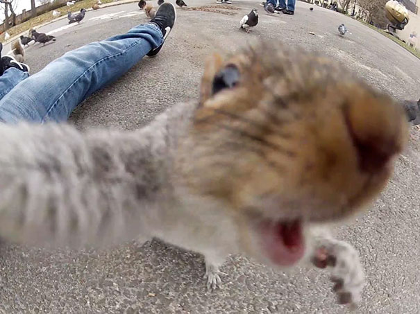 Όταν τα ζώα βγάζουν selfies (13)