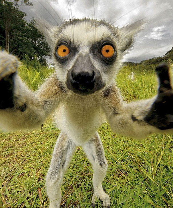 Όταν τα ζώα βγάζουν selfies (30)