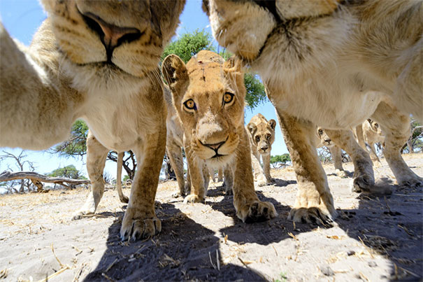 Όταν τα ζώα βγάζουν selfies (31)