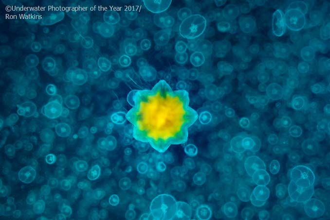 33 από τις κορυφαίες υποβρύχιες φωτογραφίες της χρονιάς (2)