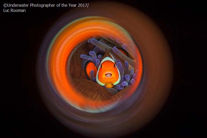 33 από τις κορυφαίες υποβρύχιες φωτογραφίες της χρονιάς (12)