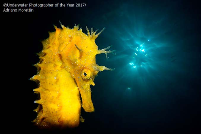 33 από τις κορυφαίες υποβρύχιες φωτογραφίες της χρονιάς (24)