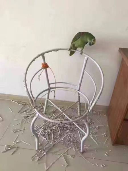 Μερικές φορές οι παπαγάλοι δεν είναι τόσο αθώοι όσο νομίζουμε... (3)