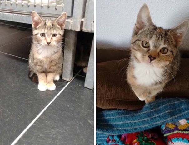 Απίστευτες φωτογραφίες ζώων πριν και μετά την υιοθεσία (7)