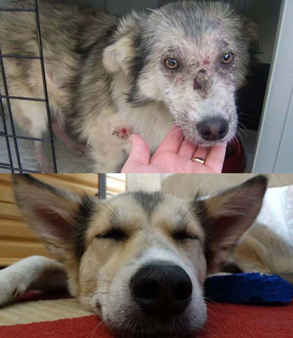 Απίστευτες φωτογραφίες ζώων πριν και μετά την υιοθεσία (8)