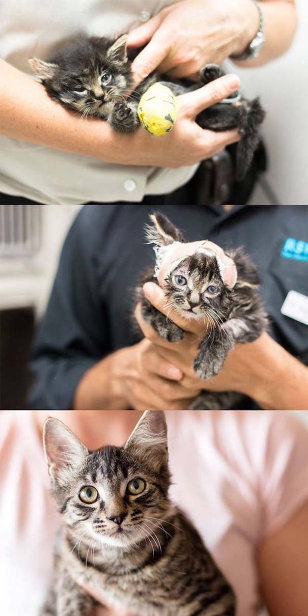 Απίστευτες φωτογραφίες ζώων πριν και μετά την υιοθεσία (15)