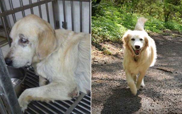 Απίστευτες φωτογραφίες ζώων πριν και μετά την υιοθεσία (24)