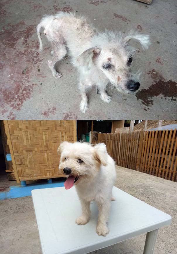 Απίστευτες φωτογραφίες ζώων πριν και μετά την υιοθεσία (25)