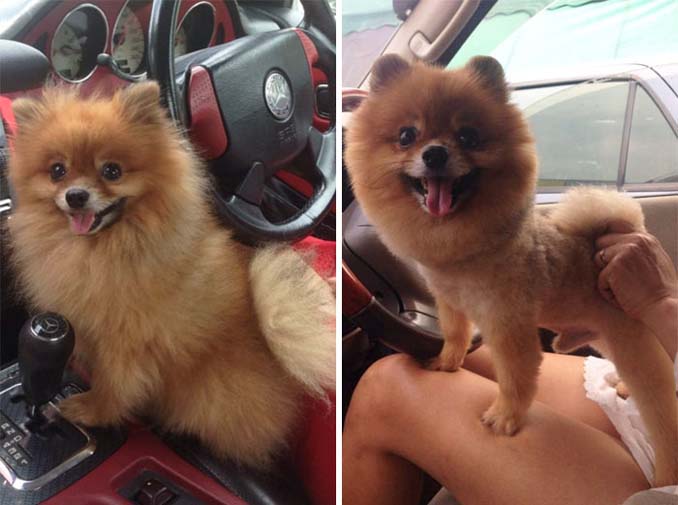 Απίθανες φωτογραφίες σκύλων πριν και μετά το κούρεμα (2)