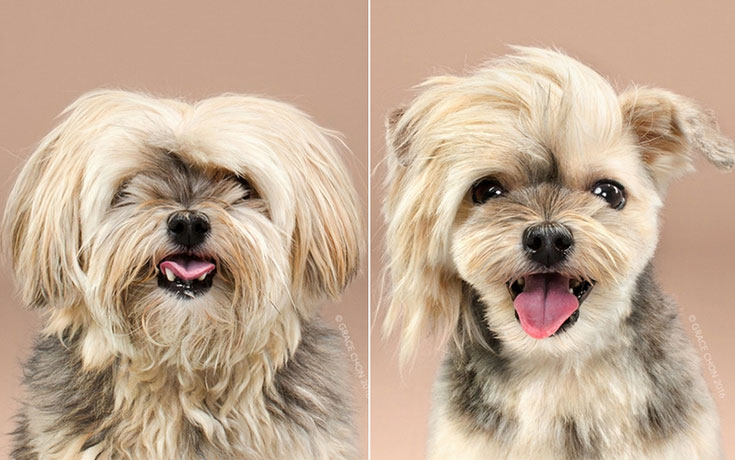 Απίθανες φωτογραφίες σκύλων πριν και μετά το κούρεμα (1)