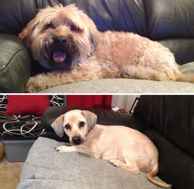 Απίθανες φωτογραφίες σκύλων πριν και μετά το κούρεμα (11)