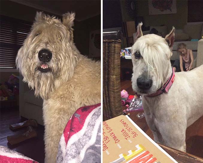 Απίθανες φωτογραφίες σκύλων πριν και μετά το κούρεμα (13)