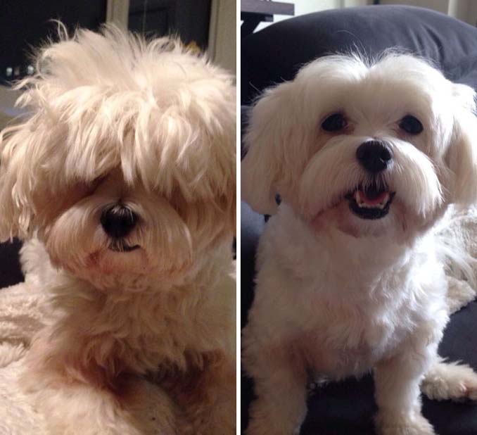 Απίθανες φωτογραφίες σκύλων πριν και μετά το κούρεμα (14)