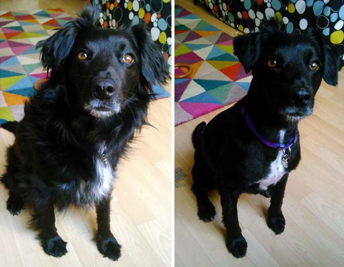 Απίθανες φωτογραφίες σκύλων πριν και μετά το κούρεμα (19)