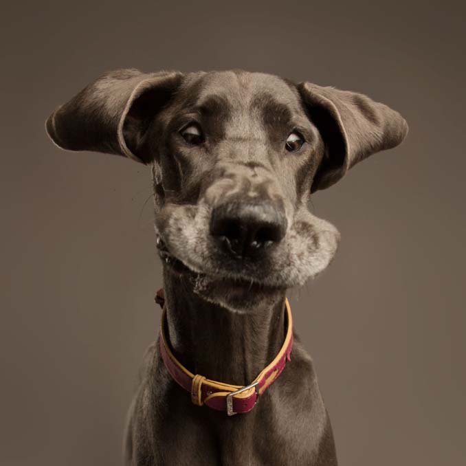 Τα απίθανα πορτραίτα ενός φωτογράφου σκύλων που ειδικεύεται στις αστείες γκριμάτσες (1)
