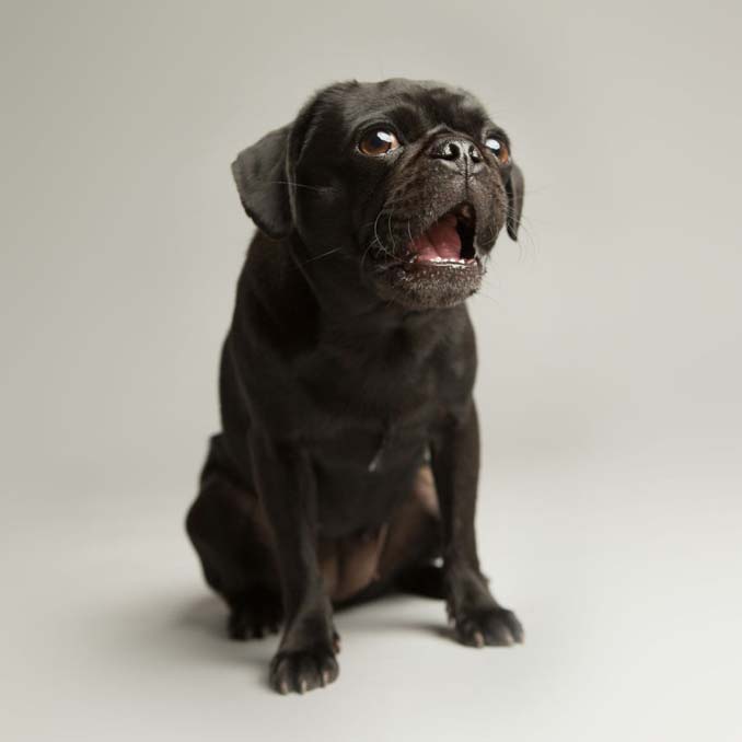 Τα απίθανα πορτραίτα ενός φωτογράφου σκύλων που ειδικεύεται στις αστείες γκριμάτσες (3)