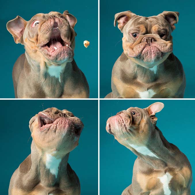 Τα απίθανα πορτραίτα ενός φωτογράφου σκύλων που ειδικεύεται στις αστείες γκριμάτσες (4)