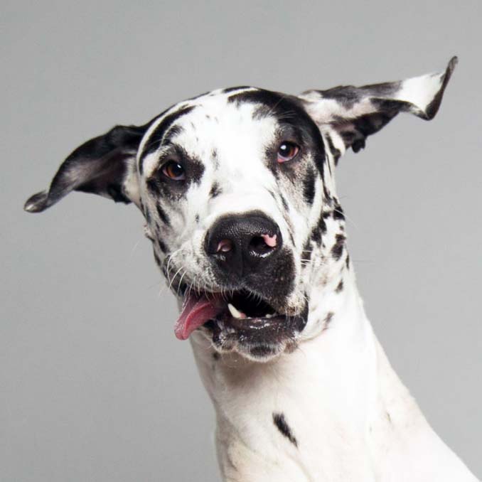 Τα απίθανα πορτραίτα ενός φωτογράφου σκύλων που ειδικεύεται στις αστείες γκριμάτσες (5)