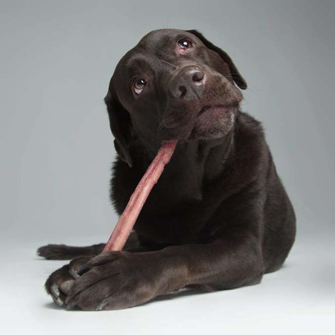 Τα απίθανα πορτραίτα ενός φωτογράφου σκύλων που ειδικεύεται στις αστείες γκριμάτσες (6)