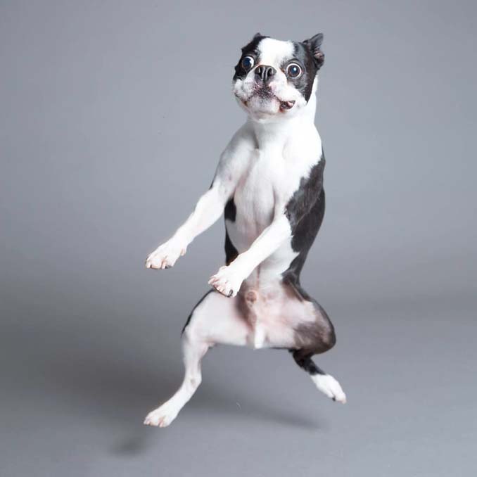 Τα απίθανα πορτραίτα ενός φωτογράφου σκύλων που ειδικεύεται στις αστείες γκριμάτσες (13)