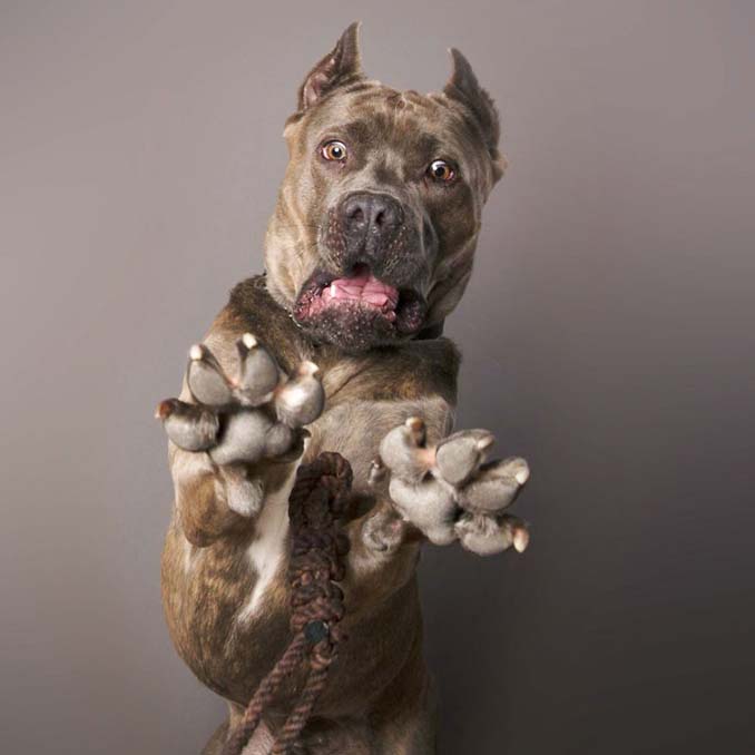 Τα απίθανα πορτραίτα ενός φωτογράφου σκύλων που ειδικεύεται στις αστείες γκριμάτσες (16)