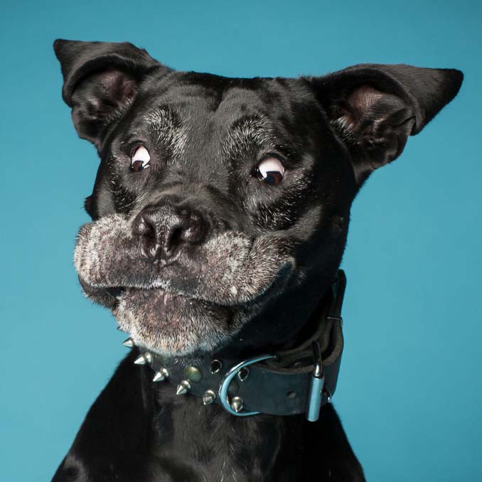 Τα απίθανα πορτραίτα ενός φωτογράφου σκύλων που ειδικεύεται στις αστείες γκριμάτσες (19)