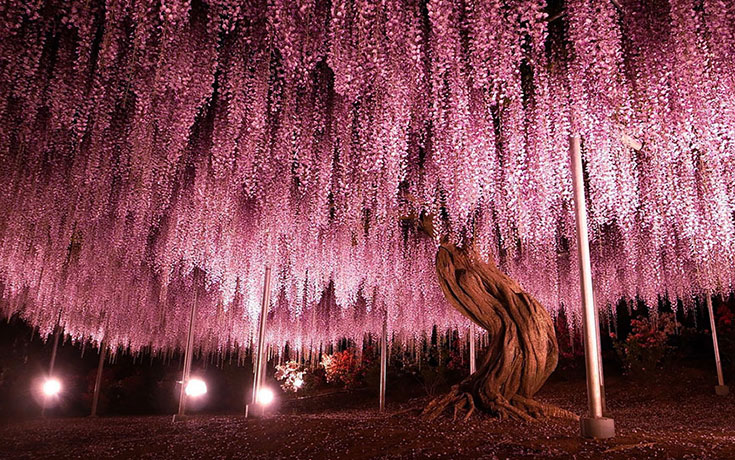 Το Φεστιβάλ με τις Γλυτσίνιες στην Ιαπωνία είναι κάτι σαν παράδεισος επί Γης (1)