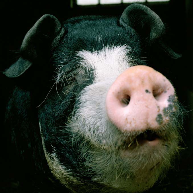 Φωτογραφίζοντας τα ζώα της φάρμας έτσι όπως δεν τα έχετε ξαναδεί (4)