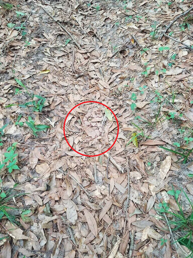 Μπορείτε να εντοπίσετε το φίδι πού κρύβεται ανάμεσα στα πεσμένα φύλλα; (2)
