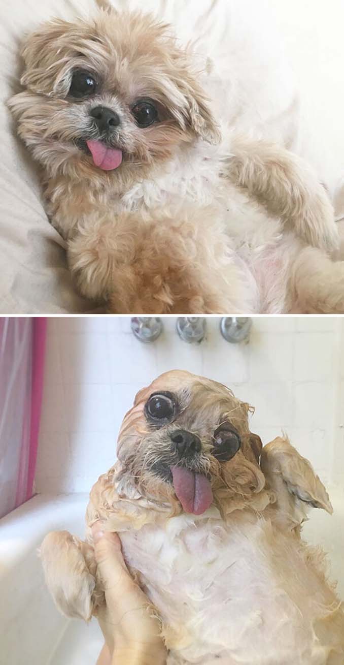 Φωτογραφίες σκύλων πριν και μετά το μπάνιο (1)