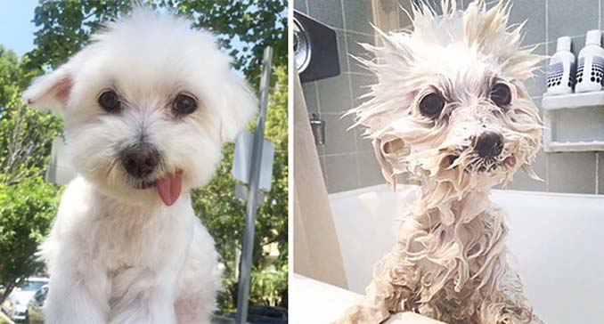 Φωτογραφίες σκύλων πριν και μετά το μπάνιο (2)