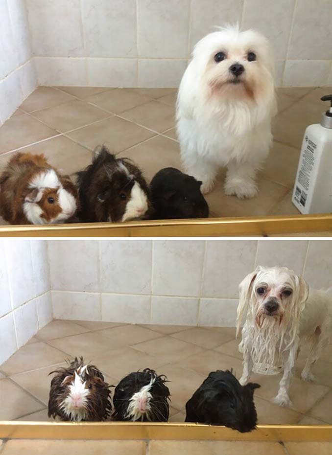 Φωτογραφίες σκύλων πριν και μετά το μπάνιο (3)