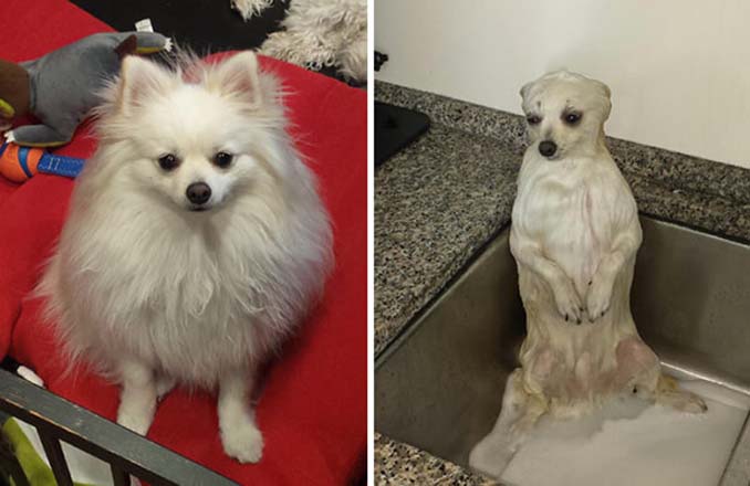 Φωτογραφίες σκύλων πριν και μετά το μπάνιο (4)