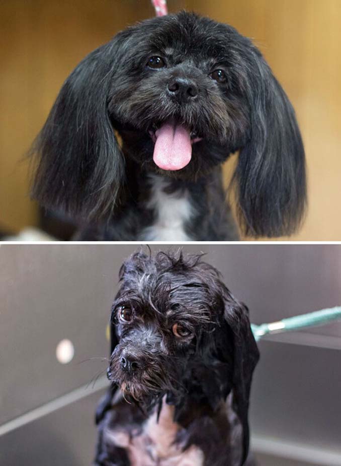 Φωτογραφίες σκύλων πριν και μετά το μπάνιο (5)