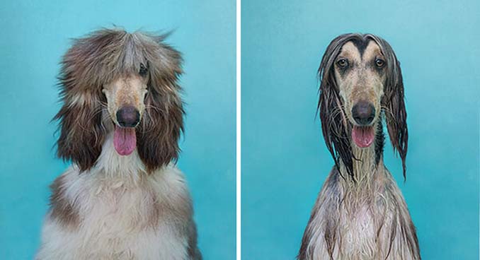 Φωτογραφίες σκύλων πριν και μετά το μπάνιο (6)