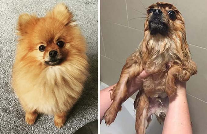 Φωτογραφίες σκύλων πριν και μετά το μπάνιο (7)