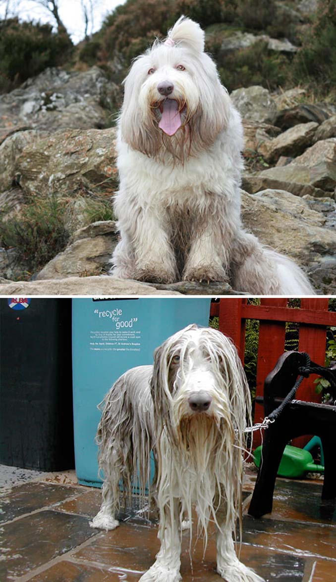 Φωτογραφίες σκύλων πριν και μετά το μπάνιο (8)
