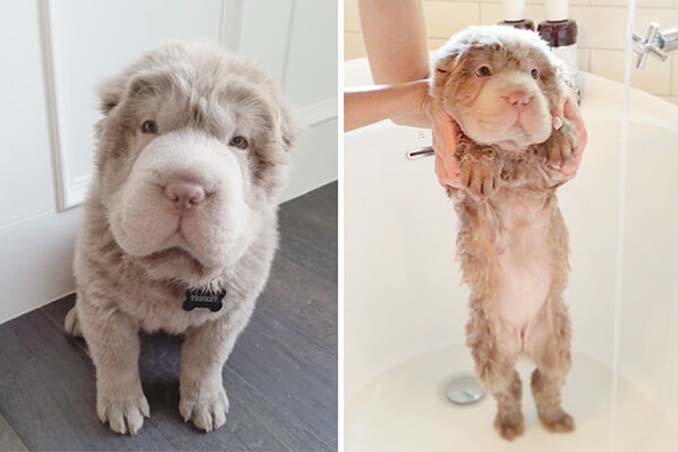 Φωτογραφίες σκύλων πριν και μετά το μπάνιο (9)