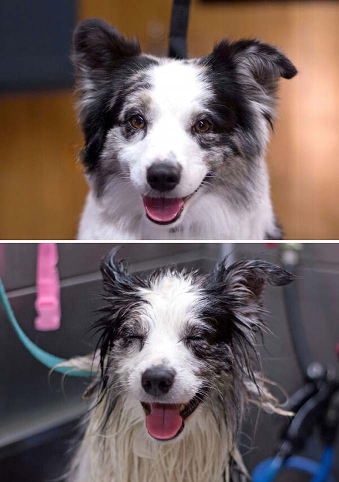 Φωτογραφίες σκύλων πριν και μετά το μπάνιο (10)