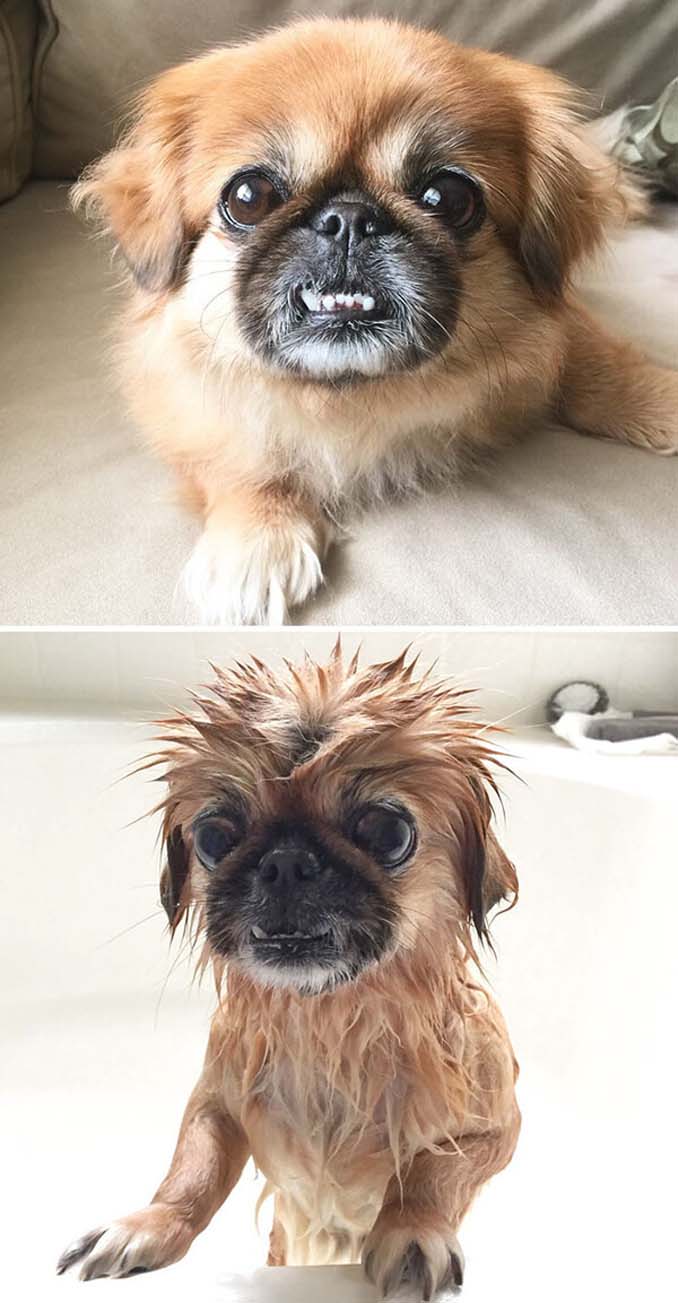 Φωτογραφίες σκύλων πριν και μετά το μπάνιο (11)