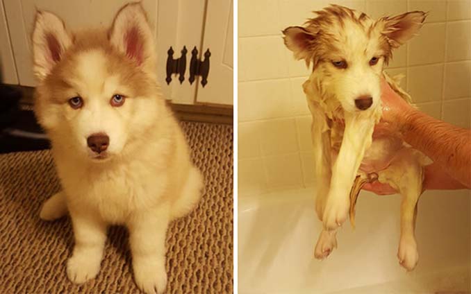 Φωτογραφίες σκύλων πριν και μετά το μπάνιο (12)