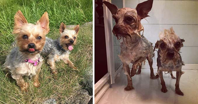 Φωτογραφίες σκύλων πριν και μετά το μπάνιο (13)