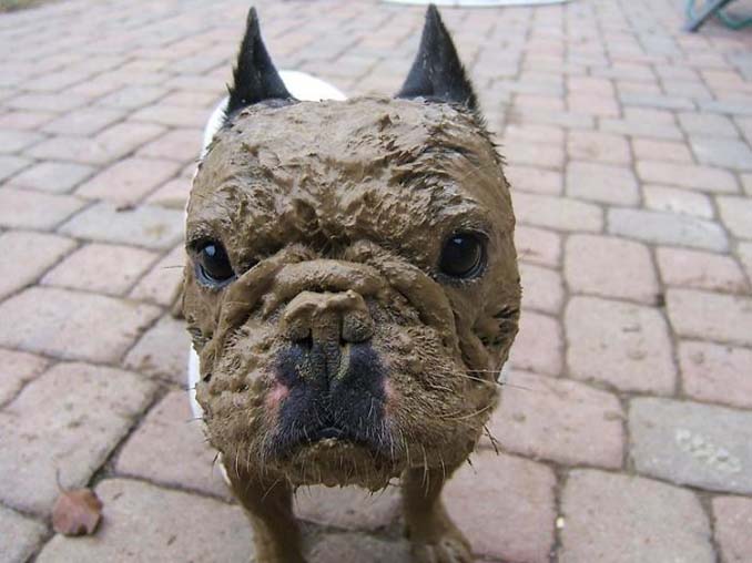 Σκύλοι εναντίον λάσπης (13)