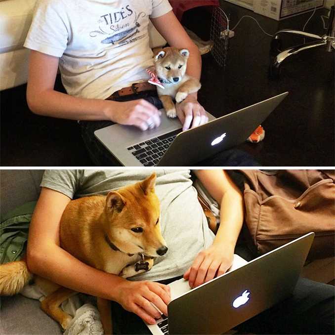 Αξιολάτρευτες φωτογραφίες σκύλων πριν και μετά την ανάπτυξή τους (3)