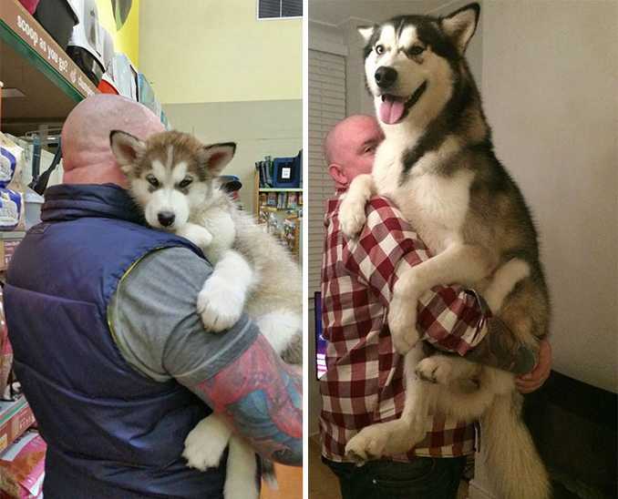 Αξιολάτρευτες φωτογραφίες σκύλων πριν και μετά την ανάπτυξή τους (8)