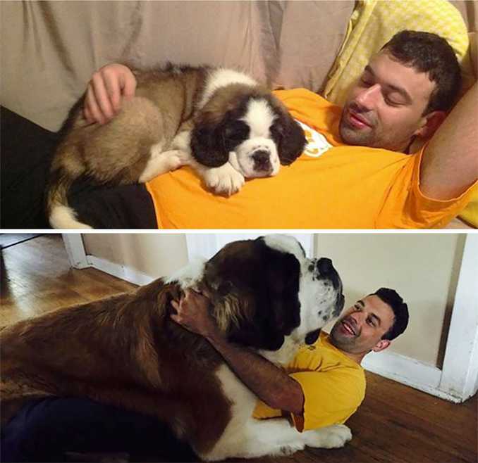 Αξιολάτρευτες φωτογραφίες σκύλων πριν και μετά την ανάπτυξή τους (20)