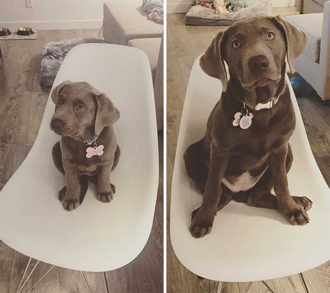 Αξιολάτρευτες φωτογραφίες σκύλων πριν και μετά την ανάπτυξή τους (22)